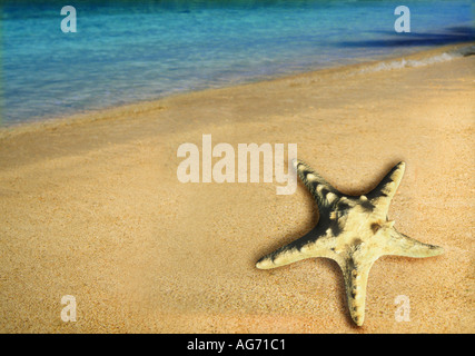 Stella di mare sulla spiaggia di sabbia di mare in background Foto Stock