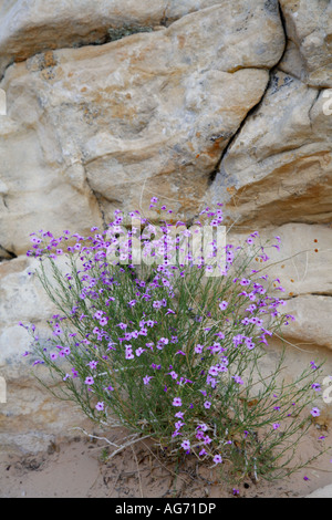 Lungo il calicò serbatoi Trail Red Rock Canyon a Las Vegas Nevada Foto Stock