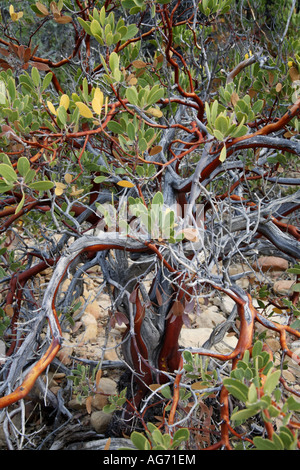 Lungo il calicò serbatoi Trail Red Rock Canyon a Las Vegas Nevada Foto Stock