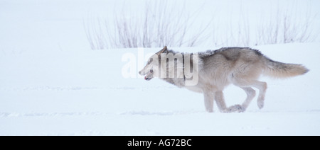 Lupo in esecuzione nella neve Foto Stock
