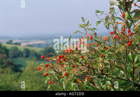 La rosa canina hips in autunno Foto Stock