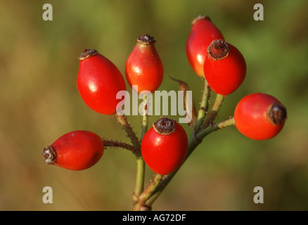 Cane rosa canina Foto Stock