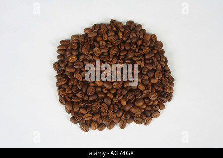 I chicchi di caffè India Monsooned Malabar arrosto di Coffea arabica Foto Stock