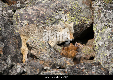 Coyote cuccioli a den nel Parco Nazionale di Yellowstone Wyoming Foto Stock