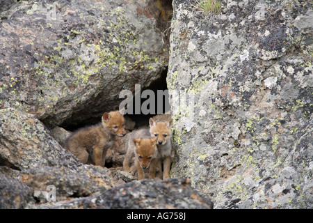 Coyote cuccioli a den nel Parco Nazionale di Yellowstone Wyoming Foto Stock