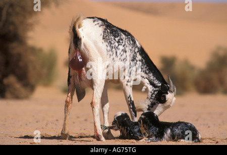 Niger Ifrouane Capra con appena nato giovani Foto Stock