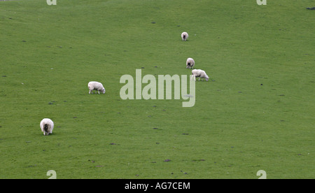 Cinque pecore cinque pecore pascolano in un colore verde brillante strettamente ritagliate pascoli erbosi Inishowen County Donegal Irlanda Foto Stock