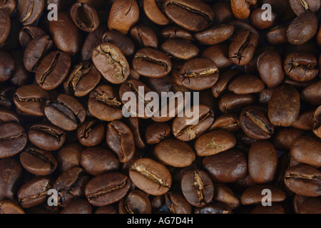 I chicchi di caffè India Monsooned Malabar arrosto di Coffea arabica Foto Stock