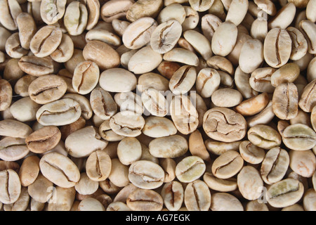 I chicchi di caffè India Monsooned Malabar materie Coffea arabica Foto Stock