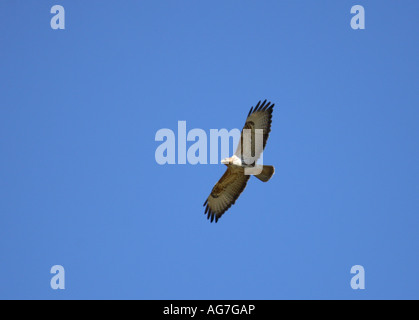 Una Poiana in volo Foto Stock