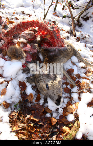 Capriolo ucciso da lince euroasiatica in Dinarico Mts., Slovenia Foto Stock