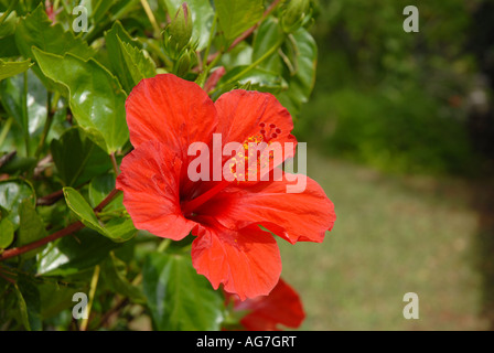 Rosso brillante di fiori di ibisco in pieno sole Foto Stock