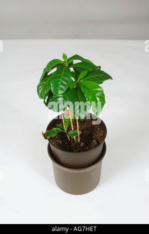 La pianta del caffè Coffea arabica Foto Stock