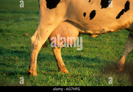 Paesi Bassi Nigtevecht mucca in piedi sull'erba Foto Stock