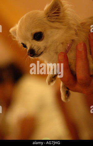 Chihuahua cane essendo tenuto in una mano Foto Stock