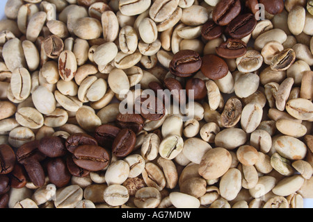 I chicchi di caffè India Monsooned Malabar raw e arrosto di Coffea arabica Foto Stock