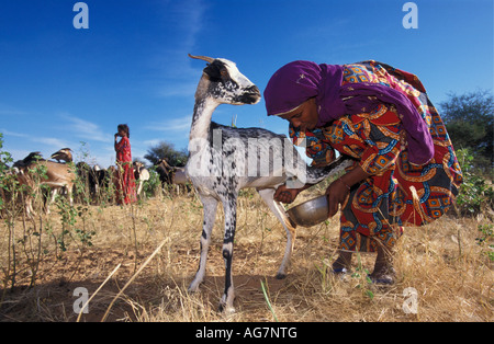 Il Niger nei pressi di Agadez donna della tribù Tuareg capra di mungitura Foto Stock