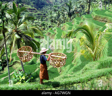 ID - Bali: terrazze di riso Foto Stock