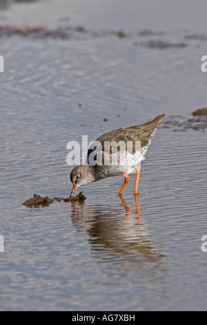 Redshank Tringa totanus alimentando in acque poco profonde titchwell norfolk Foto Stock