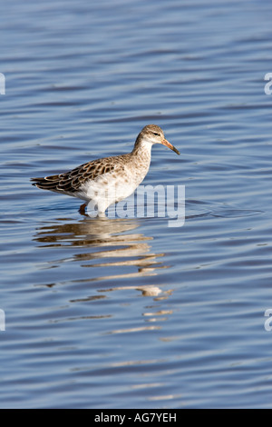 Ruff Philomachus pugnax alimentando in acqua poco profonda con la riflessione titchwell norfolk Foto Stock