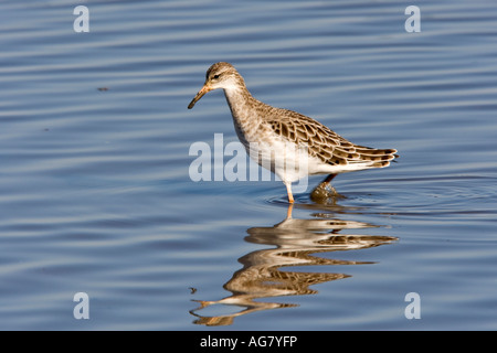 Ruff Philomachus pugnax alimentando in acqua poco profonda con la riflessione titchwell norfolk Foto Stock