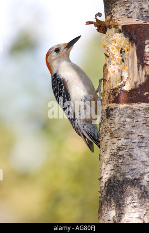 Rosso picchio panciuto, Melanerpes carolinus alimentazione su suet, North Carolina, Stati Uniti d'America. Foto Stock