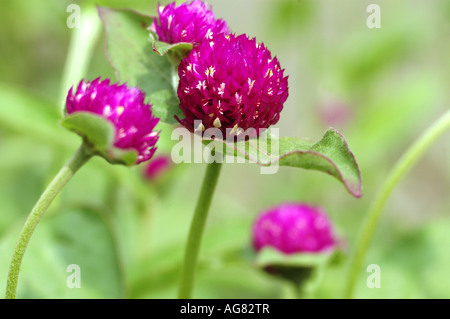 Amaranto globo Gomphrena globosa Foto Stock