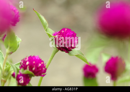 Amaranto globo Gomphrena globosa