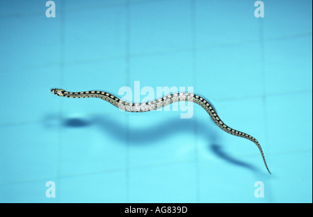 Scaletta Snake, Rhinechis scalaris, Foto Stock