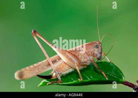 Femmina bussola scuro cricket Pholidoptera griseoaptera sulla lamina Spagna Foto Stock