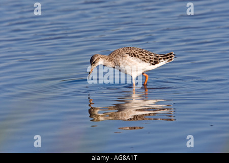 Ruff Philomachus pugnax alimentando in acqua poco profonda con la riflessione titchwell norfolk Foto Stock