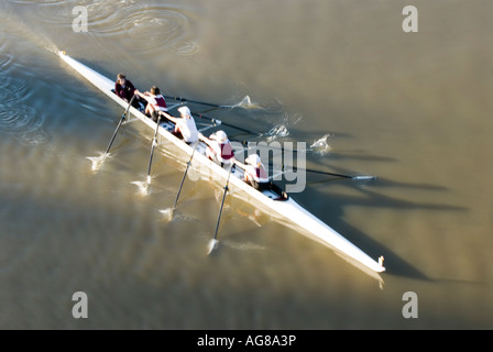 Canottaggio sul fiume Brisbane Brisbane Queensland Australia Foto Stock