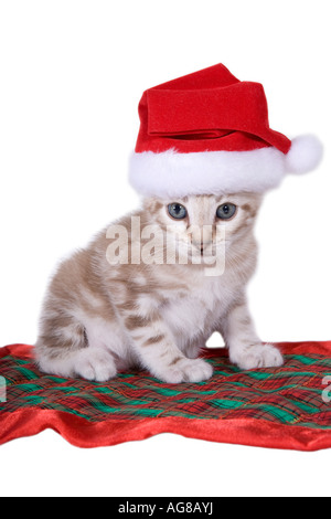 Natale gattino in velluto rosso Santa hat isolato su bianco Foto Stock