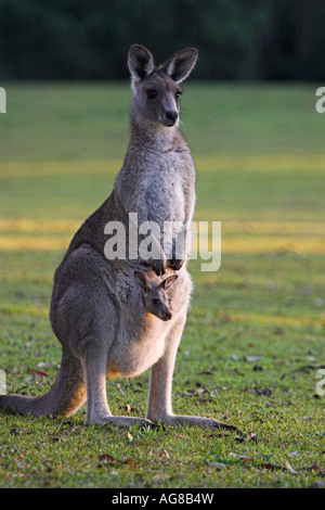 Grigio orientale canguro, macropus giganteus, madre con joey in una custodia Foto Stock