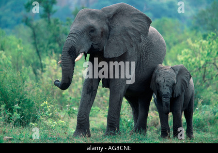 Gli elefanti africani, mucca con vitello, Kruger National Park, Sud Africa / (Loxodonta africana) Foto Stock