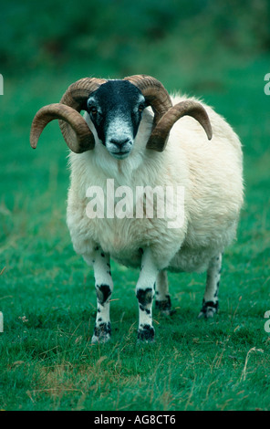 Scottish Blackface ram, Scozia Foto Stock