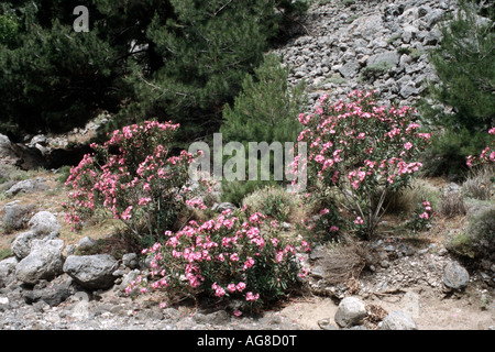 Oleandro (Nerium oleander), arbusti in fiore in Agria Irini burrone, Grecia, Creta Foto Stock