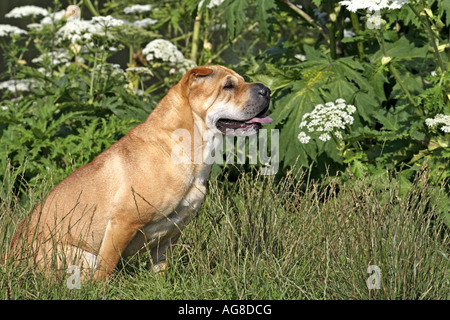 Shar Pei, Cinese Shar-Pei (Canis lupus f. familiaris), la vista laterale di un singolo animale, Germania Foto Stock
