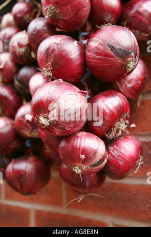 Stringhe di cipolle 004 Foto Stock
