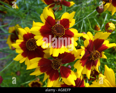 Le pianure coreopsis, dyer's coreopsis, golden tickseed (Coreopsis tinctoria), fiori Foto Stock