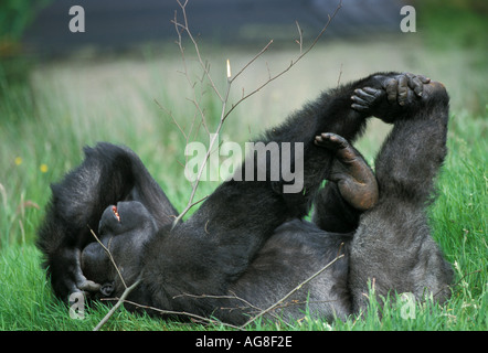 Western pianura gorilla Foto Stock