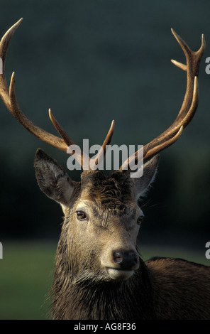 Red Deer Cervus elaphus stag Foto Stock