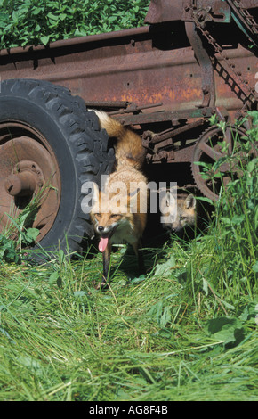 La Volpe rossa Vulpes fulva vixen donna adulto e 11 settimane vecchio cucciolo Foto Stock