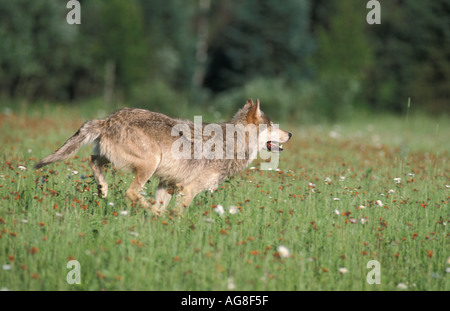 Legname o Lupo Canis lupus Minnesota USA Foto Stock