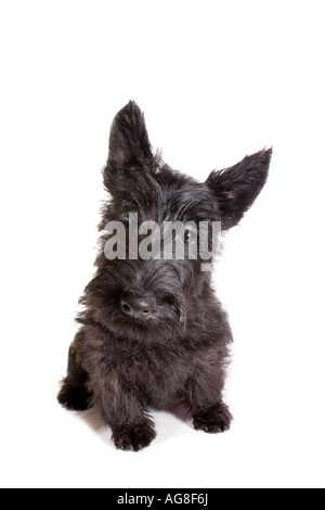 Black Scottish terrier cucciolo isolato su sfondo bianco Foto Stock