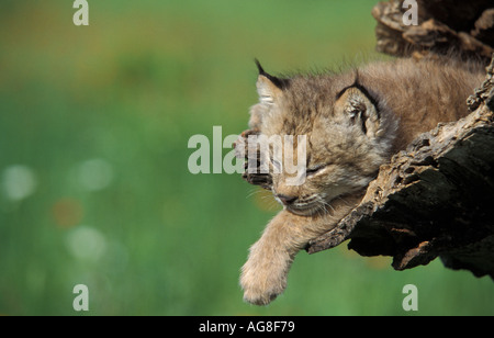 Lynx Lynx canadensis Minnesota USA gattino 7 settimane Foto Stock