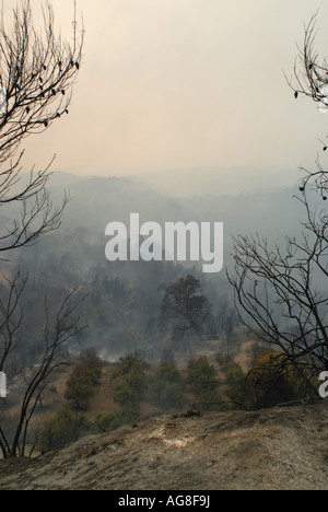 Bruciò il paesaggio dopo gli incendi boschivi in Grecia in estate 2007, Grecia, Peloponnes, Olympia Foto Stock