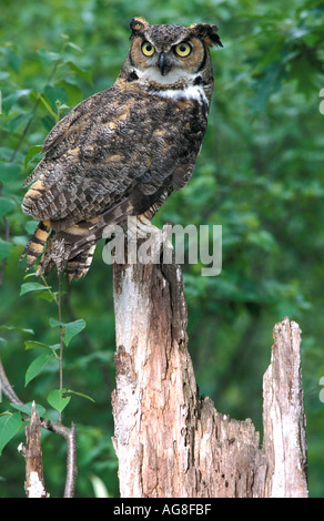 Grande Gufo cornuto Bubo virginianus USA Foto Stock