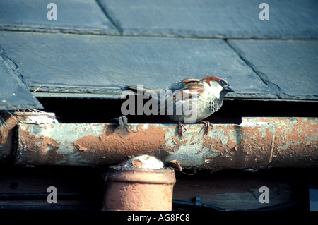 Casa Passero Passer domesticus Foto Stock
