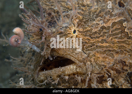 Rana pescatrice striato (Antennarius striatus), un tipo di rana pescatrice, in Singer Island, FL. Foto Stock